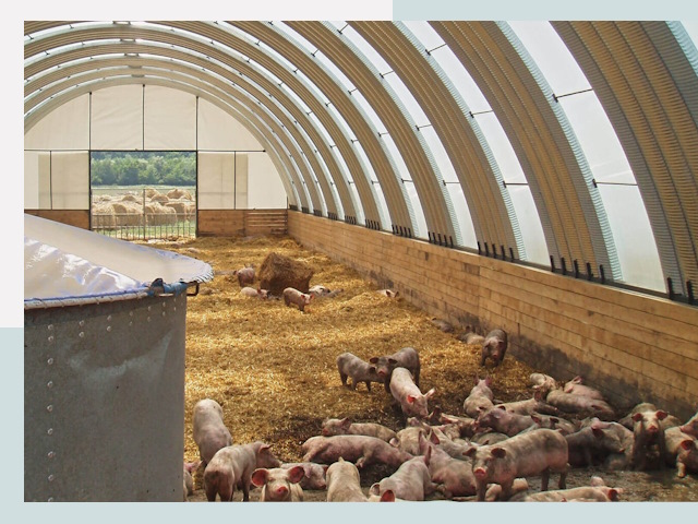 Строительство свинарников в Кирове-Чепецке